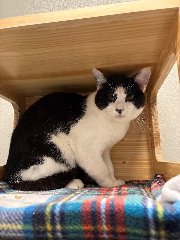 Enlarge Egg Noodle, a Adoptable Domestic Short Hair in Fort Collins, CO image 2/2