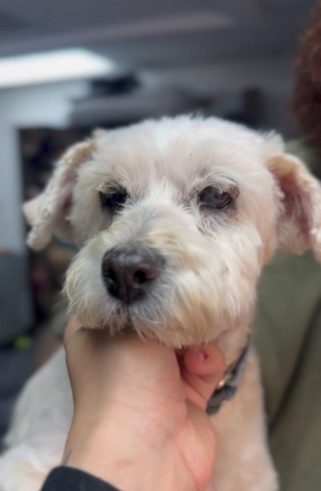 Sophia, Adoptable, Senior Female Poodle.