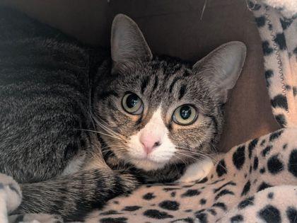 Baby, Adoptable, Adult Female Domestic Short Hair & Domestic Short Hair.