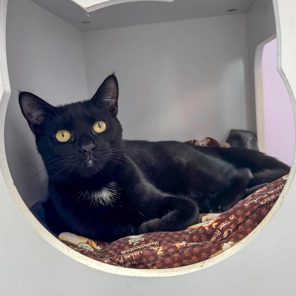 Enlarge Freshza, a Adoptable Domestic Short Hair in Boston, MA image 1/1
