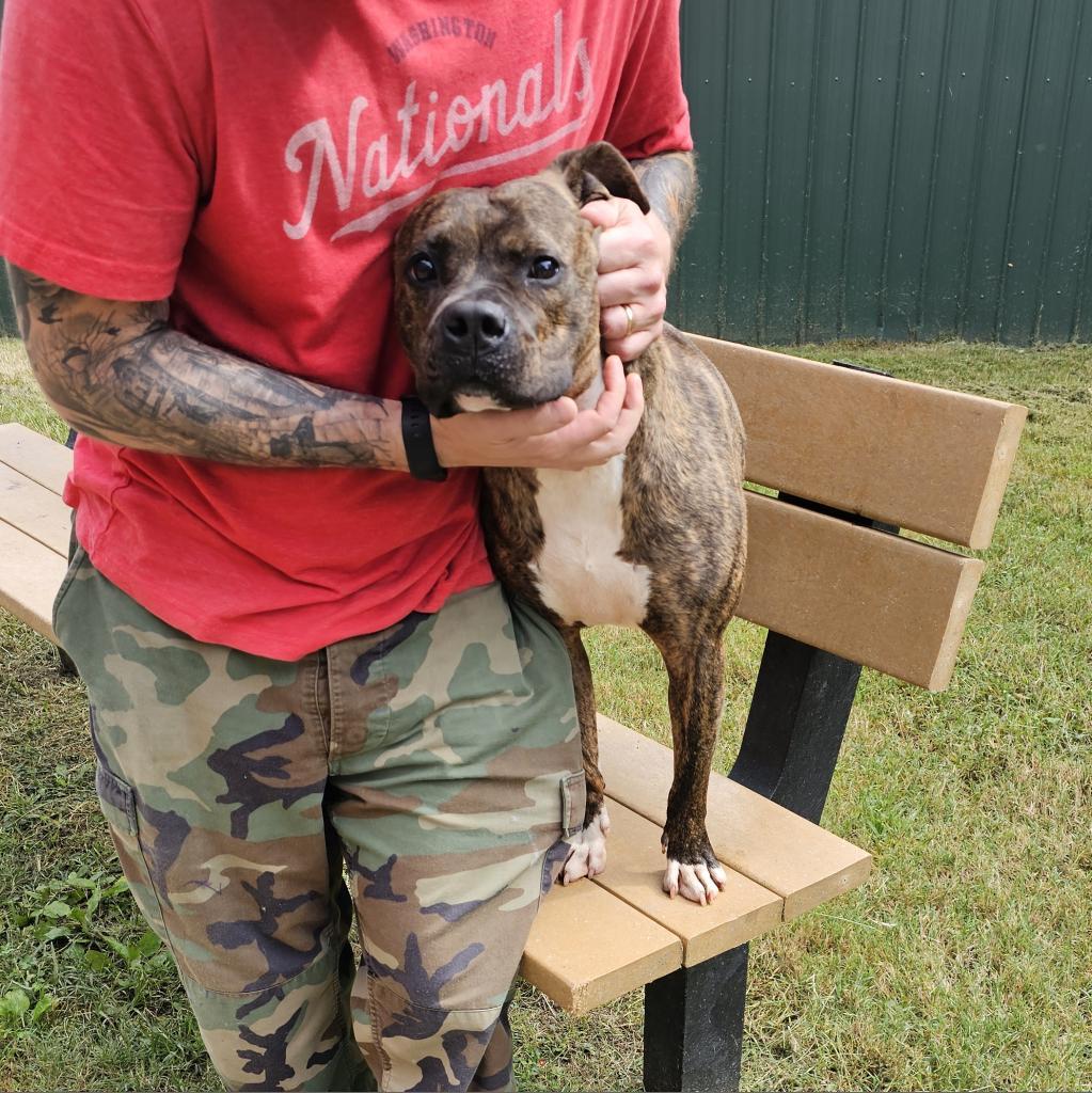 Enlarge Bruiser, a Adoptable mixed breed in Waldorf, MD image 1/6