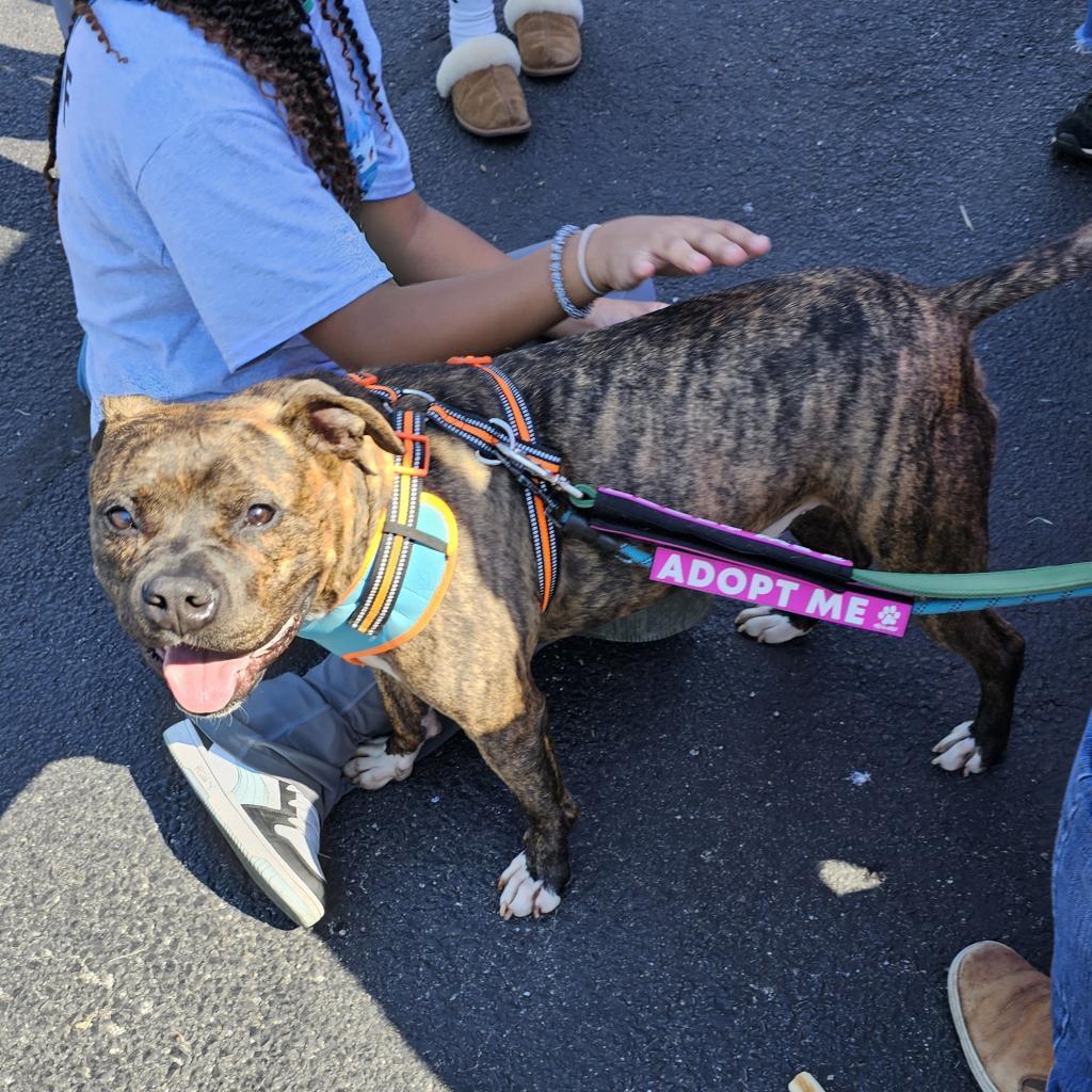 Enlarge Bruiser, a Adoptable mixed breed in Waldorf, MD image 2/6