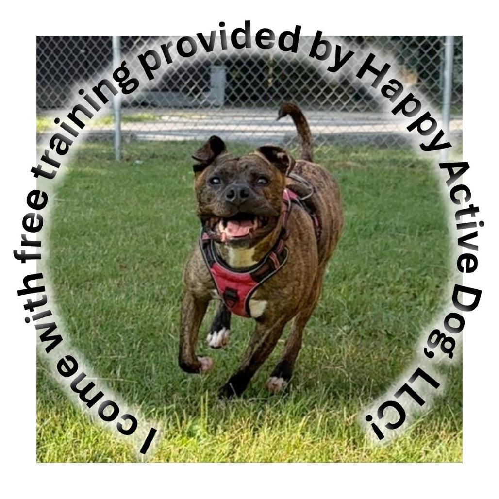 Enlarge Bruiser, a Adoptable mixed breed in Waldorf, MD image 3/6