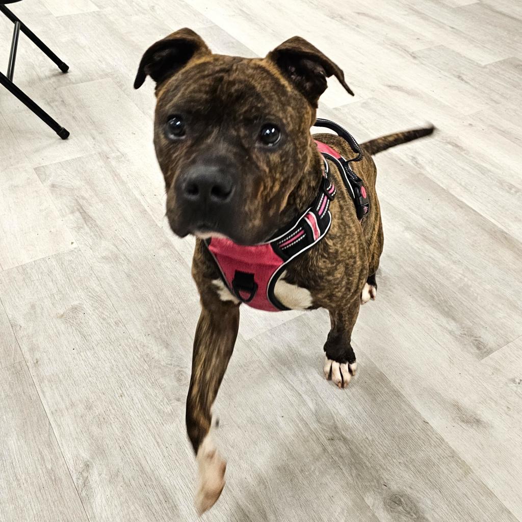 Enlarge Bruiser, a Adoptable mixed breed in Waldorf, MD image 4/6