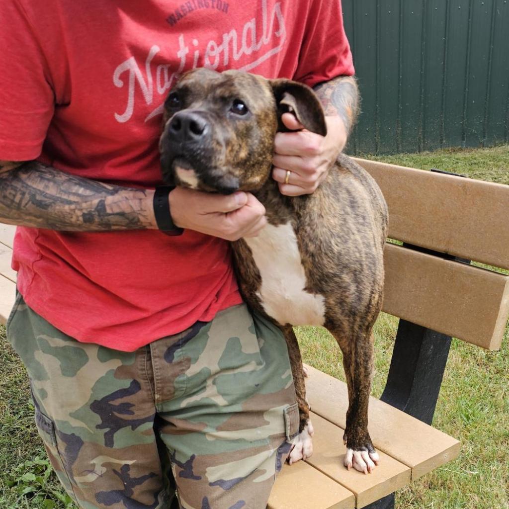 Enlarge Bruiser, a Adoptable mixed breed in Waldorf, MD image 5/6
