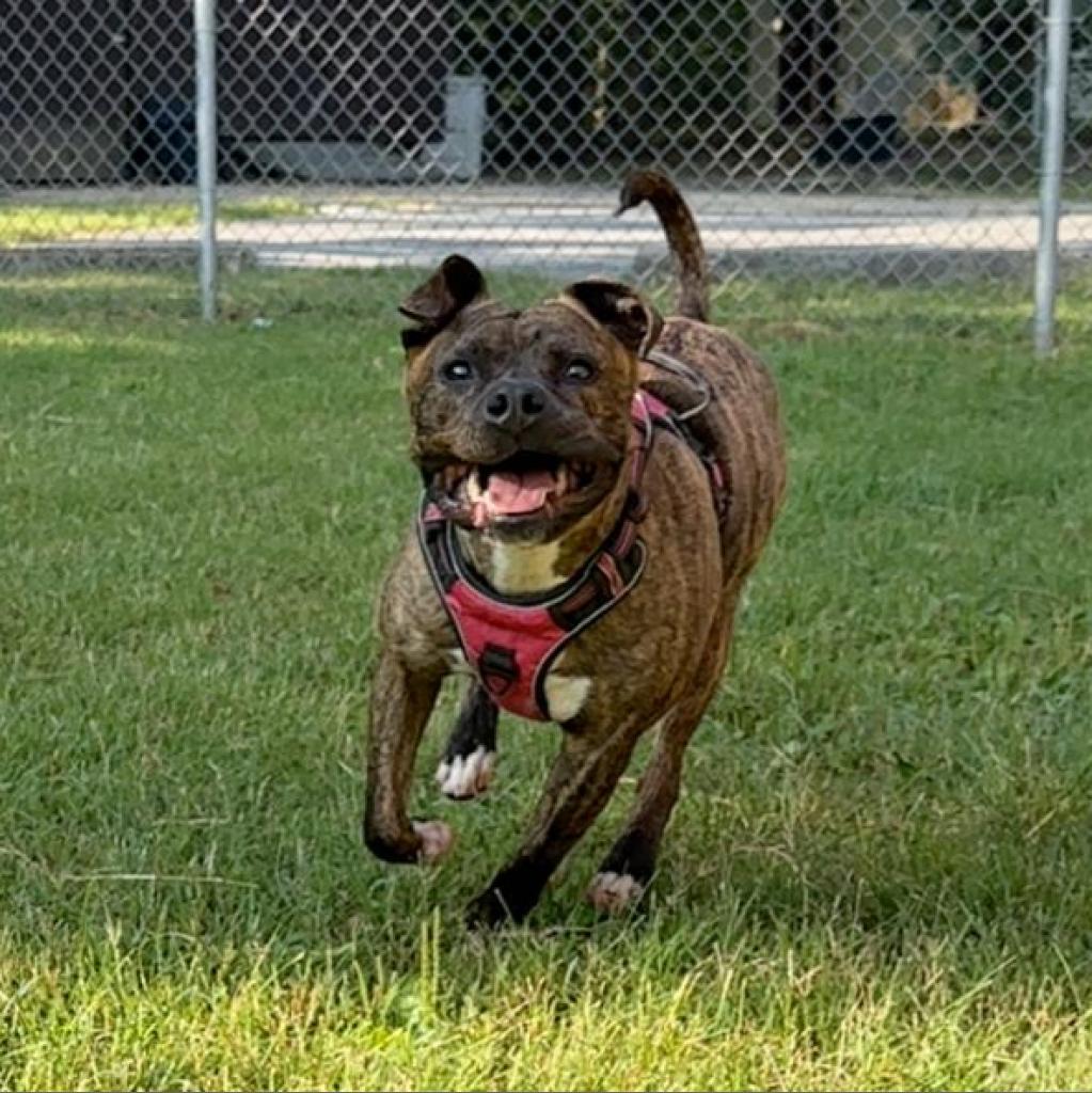 Enlarge Bruiser, a Adoptable mixed breed in Waldorf, MD image 6/6