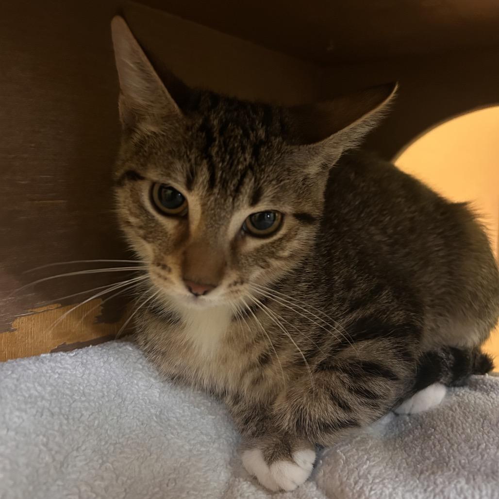 Cosma, Adoptable, Kitten Female Domestic Short Hair.