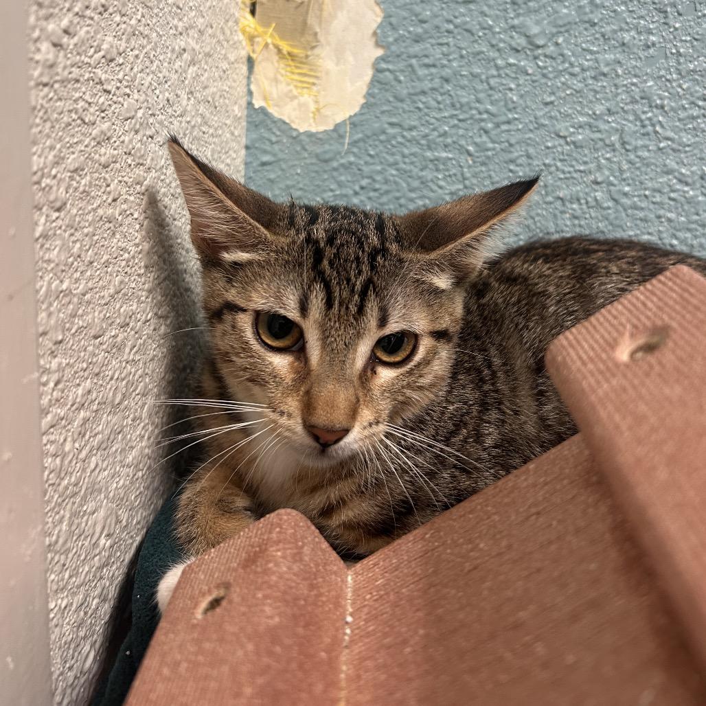 Cosma, a Adoptable Domestic Short Hair in Fresno, CA image 2/3
