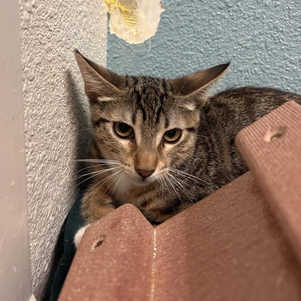Cosma, a Adoptable Domestic Short Hair in Fresno, CA image 3/3