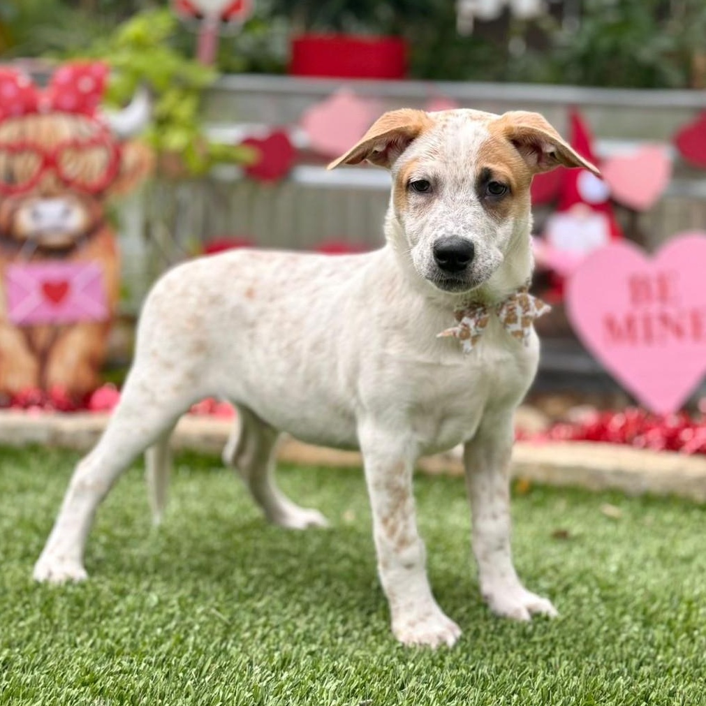 Enlarge Ozzie, a ADOPTABLE mixed breed in Southport, CT image 1/5