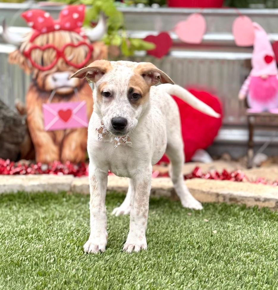 Enlarge Ozzie, a ADOPTABLE mixed breed in Southport, CT image 5/5