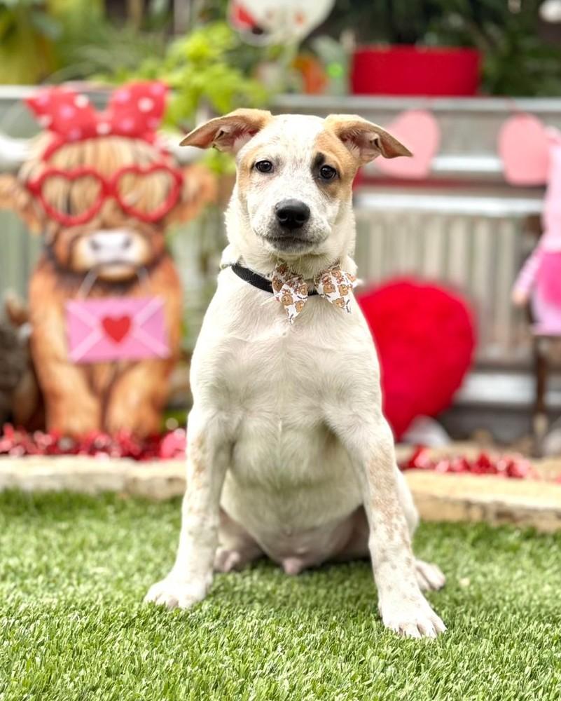 Enlarge Ozzie, a ADOPTABLE mixed breed in Southport, CT image 4/5