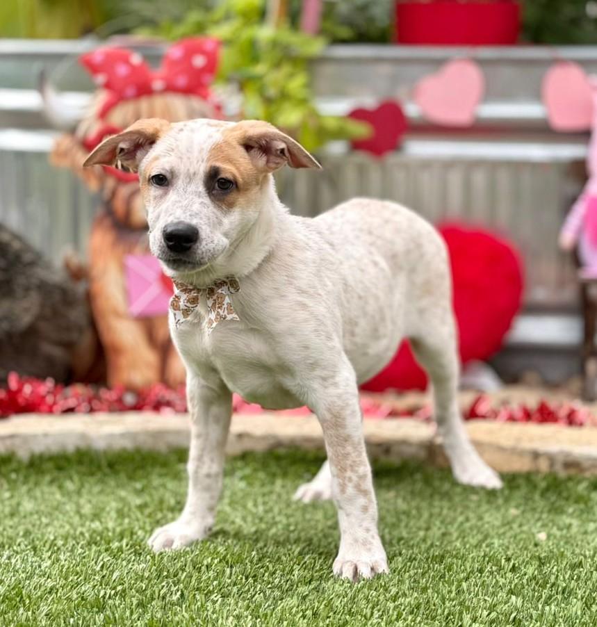 Enlarge Ozzie, a ADOPTABLE mixed breed in Southport, CT image 3/5