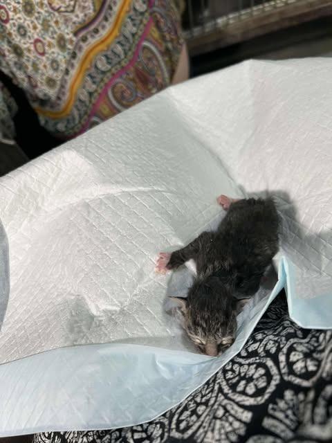 Blossom, Adoptable, Young Male Domestic Short Hair.