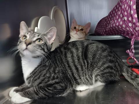 Enlarge Blossom, a Adoptable mixed breed in Pahrump, NV image 2/3