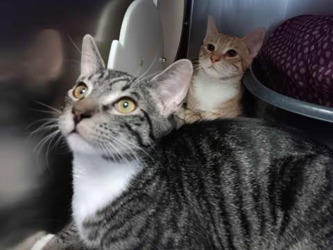 Enlarge Blossom, a Adoptable mixed breed in Pahrump, NV image 3/3