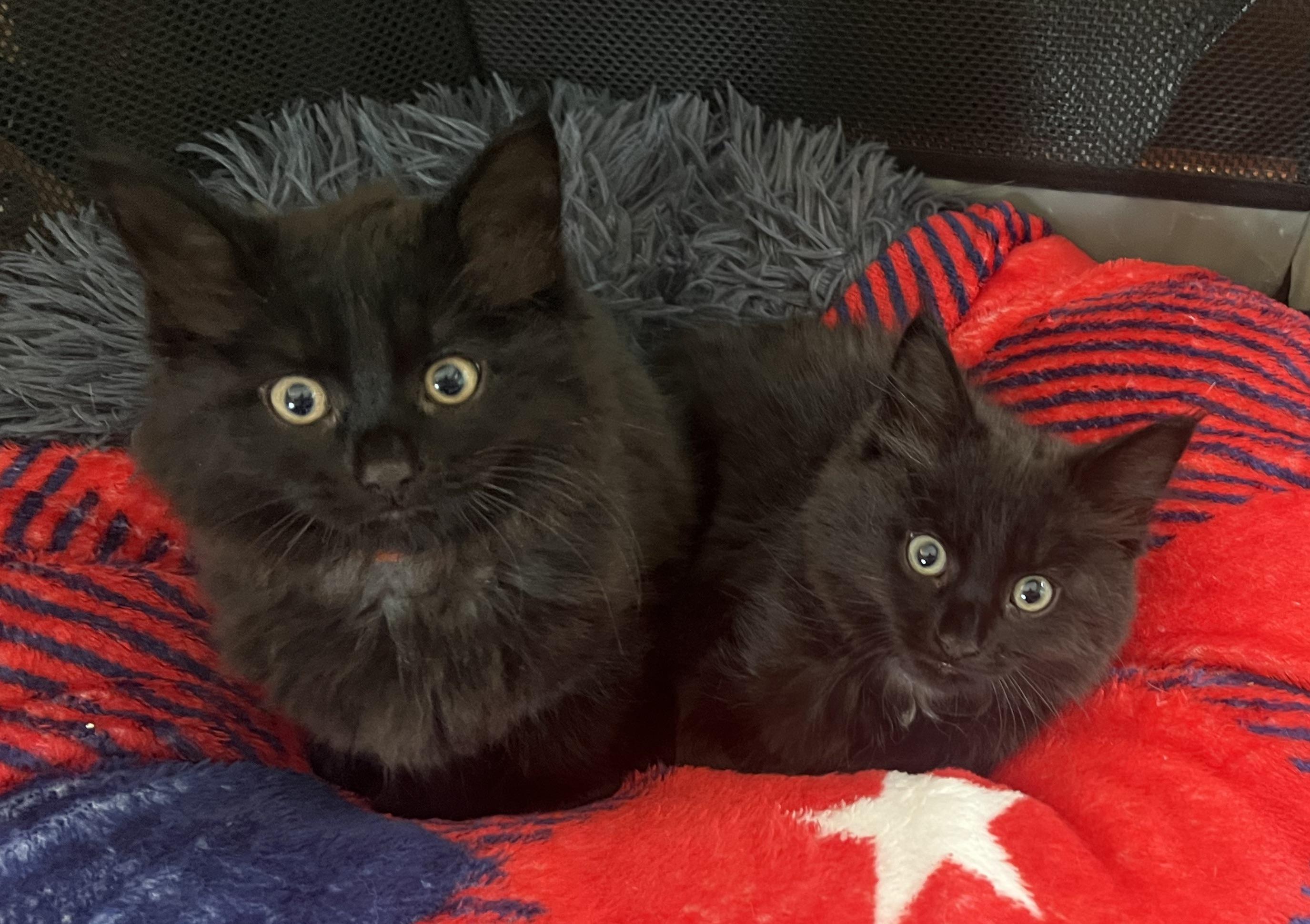 Barnaby & Poppy (so beautiful), ADOPTABLE, Kitten Male Tabby.