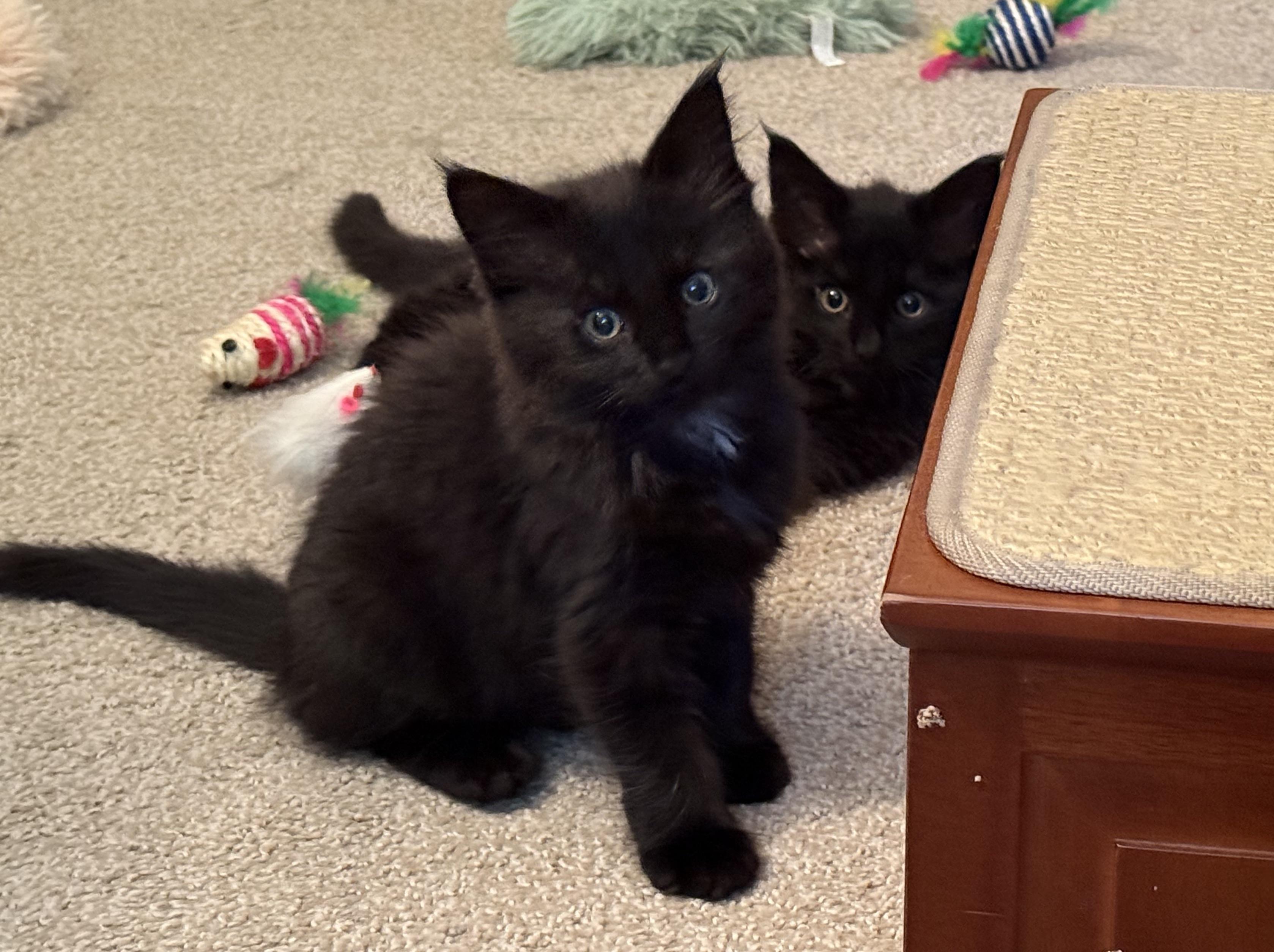 Barnaby & Poppy (so beautiful), a ADOPTABLE mixed breed in New Milford, CT image 2/6