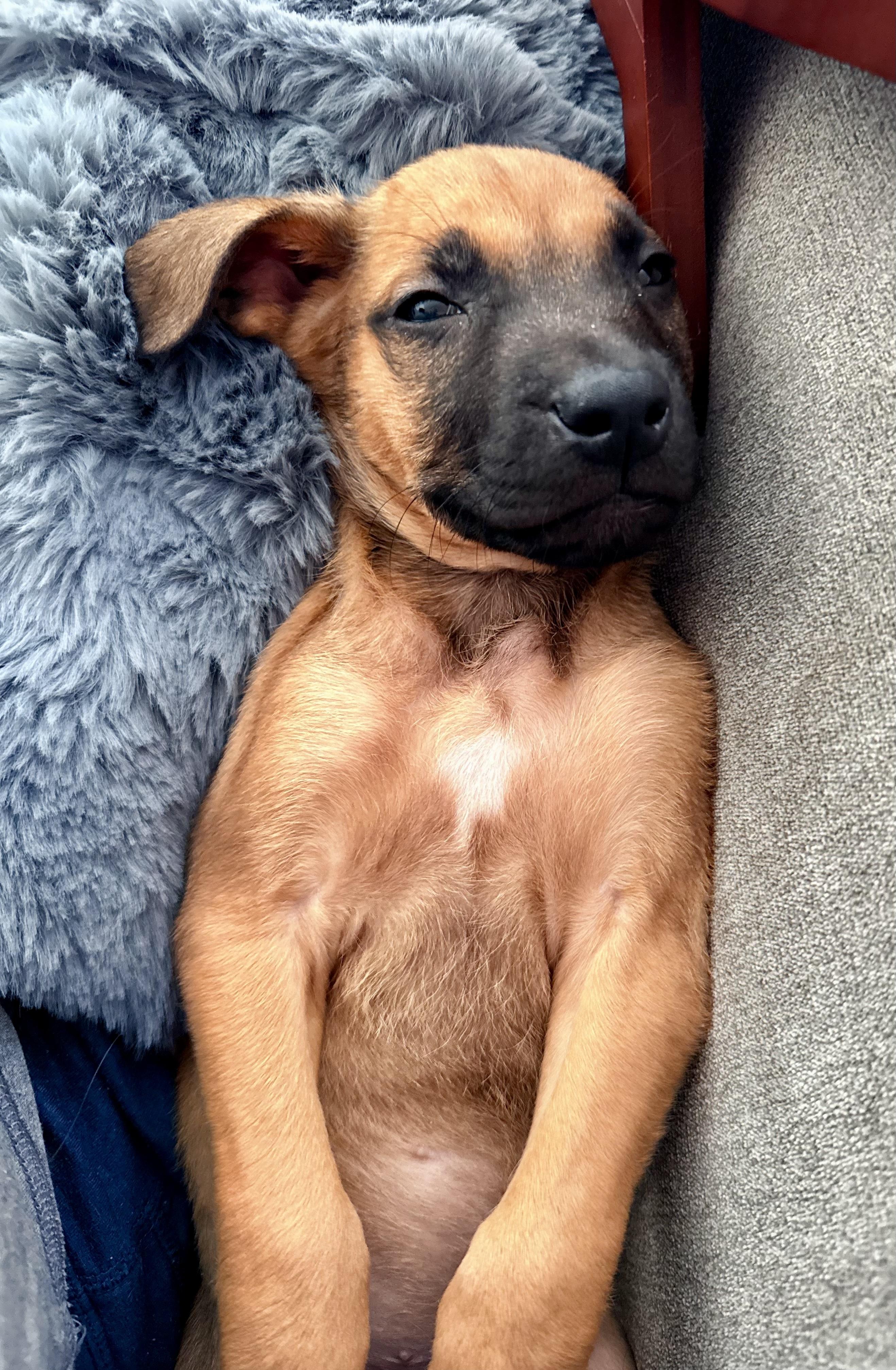 Enlarge Bentley - Male B puppy, a Adoptable mixed breed in Cincinnati, OH image 6/6
