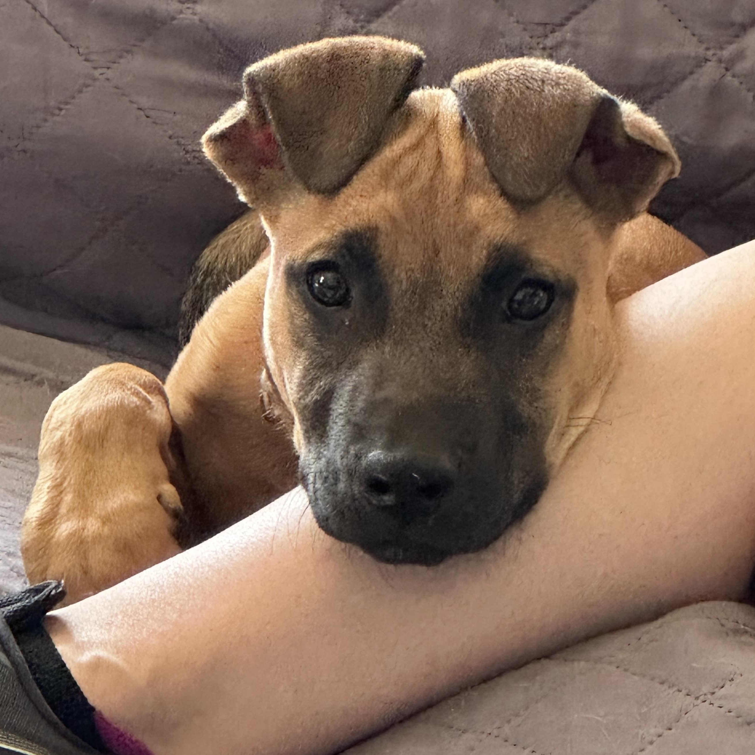 Bentley - Male B puppy, Adoptable, Puppy Male Boxer & Black Mouth Cur.