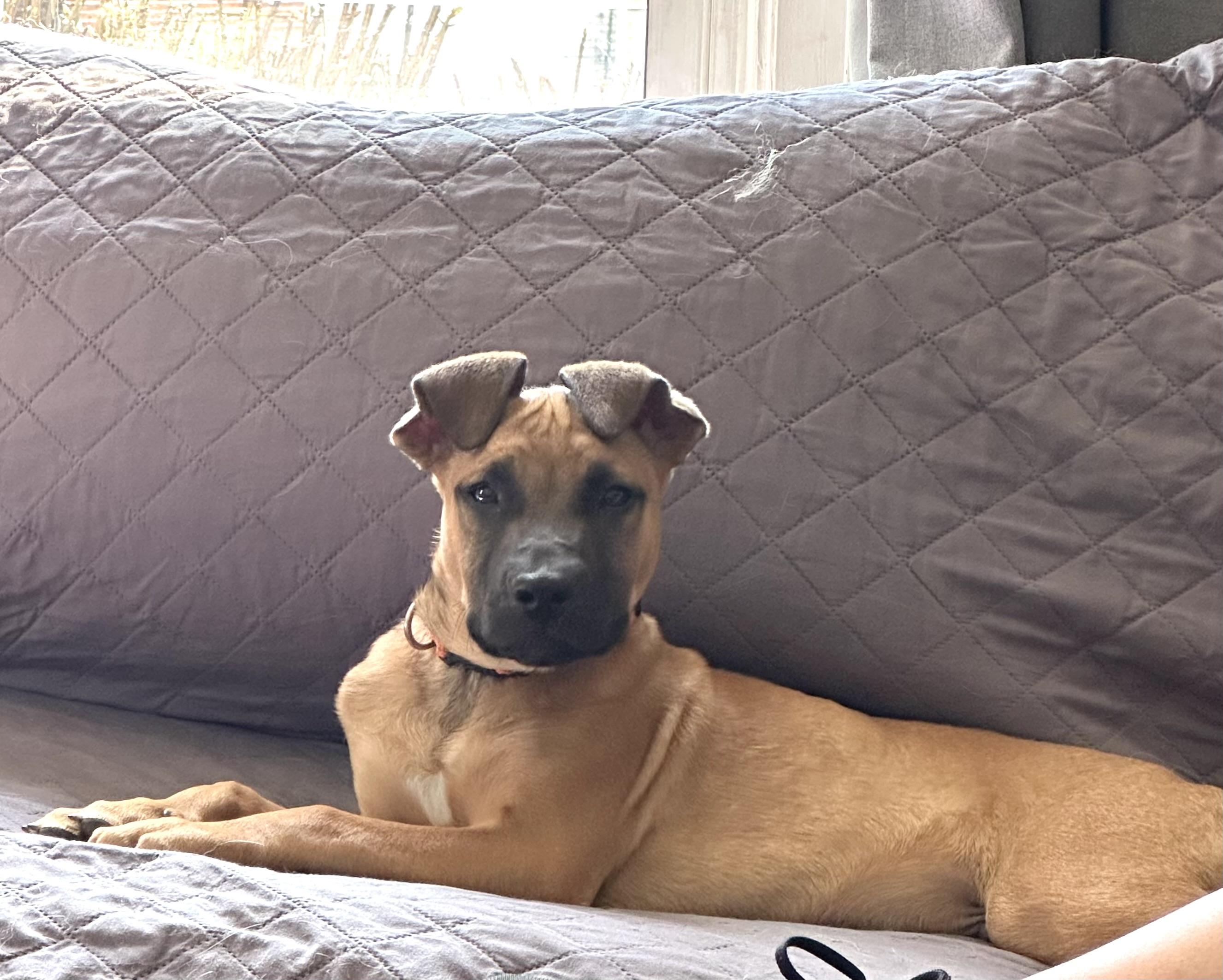 Enlarge Bentley - Male B puppy, a Adoptable mixed breed in Cincinnati, OH image 3/6