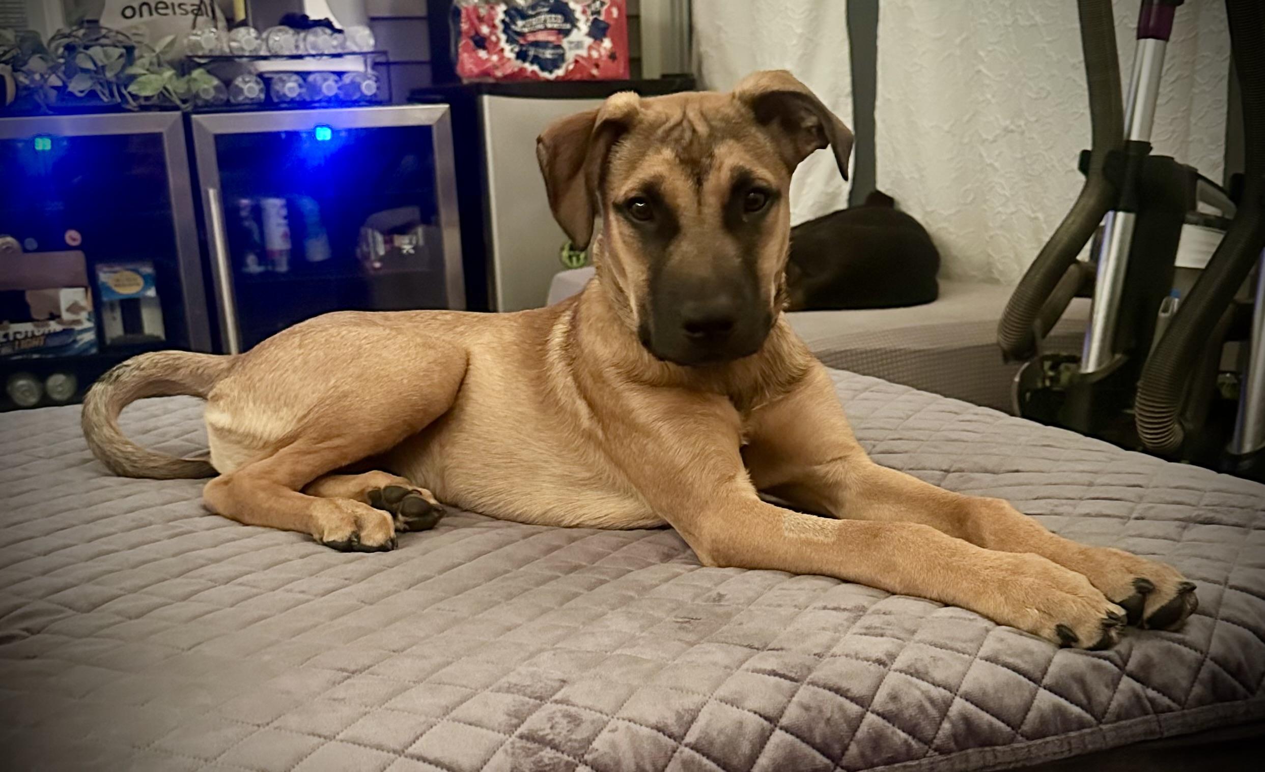 Bentley - Male B puppy, Adoptable, Puppy Male Boxer & Black Mouth Cur.