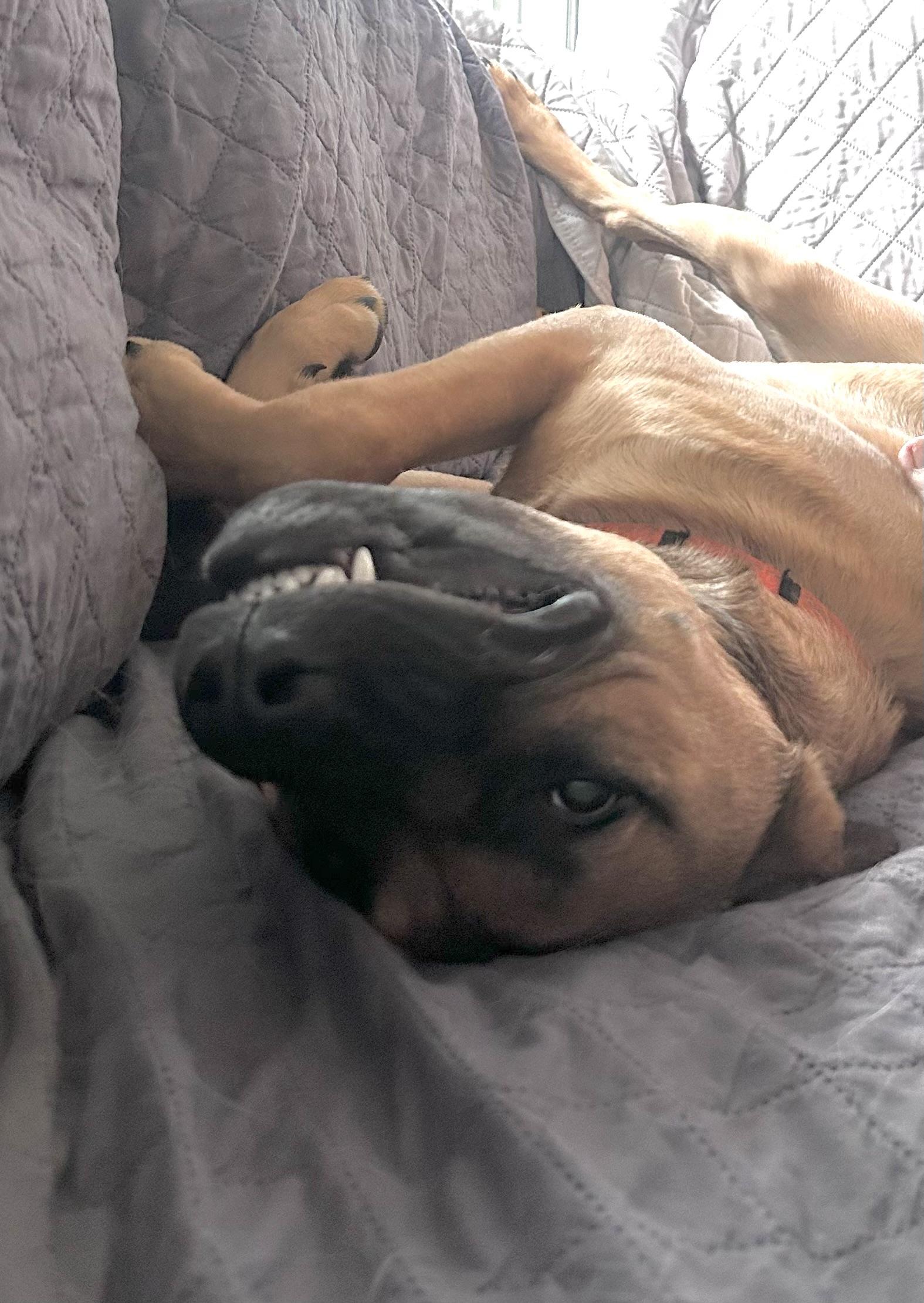 Bentley - Male B puppy, a Adoptable mixed breed in Cincinnati, OH image 2/5