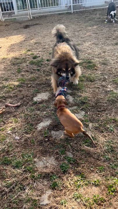 Enlarge Bentley - Male B puppy, a Adoptable mixed breed in Cincinnati, OH video 4/6