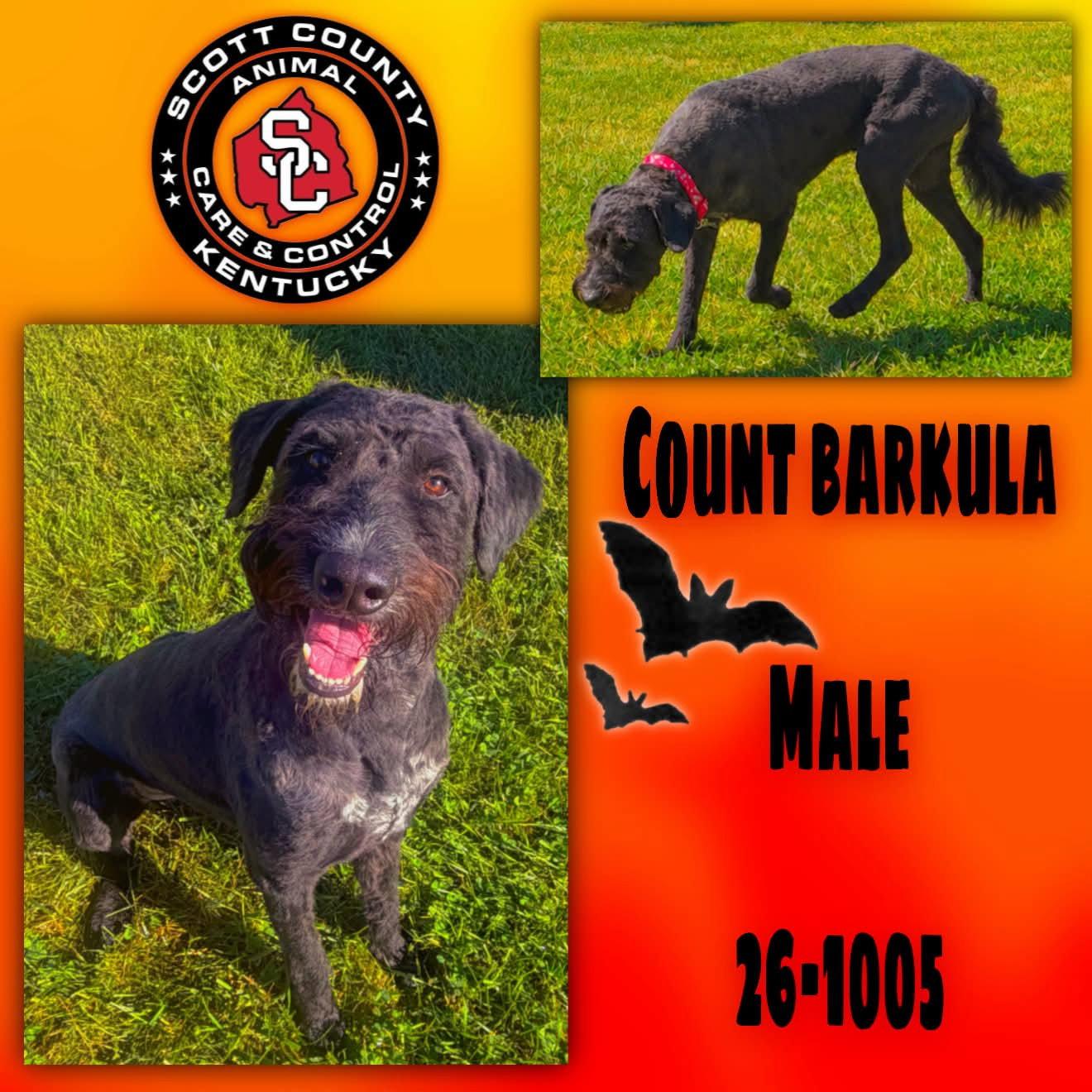 Enlarge Count Barkula, a Adoptable Standard Poodle in Georgetown, KY image 1/1