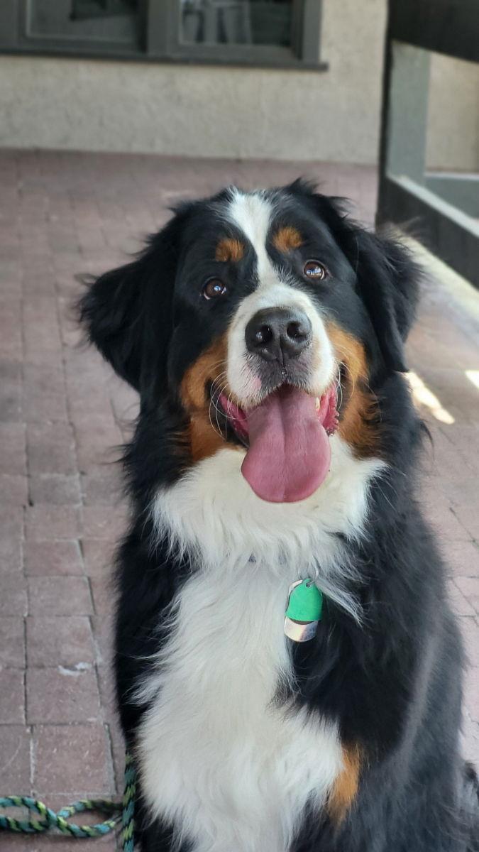 Enlarge Roman Berner, a Adopted Bernese Mountain Dog in Salt Lake City, UT image 1/3