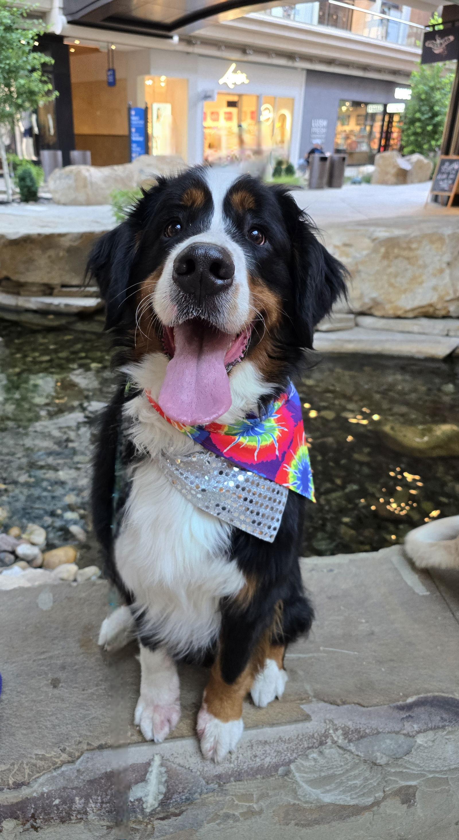Enlarge Roman Berner, a Adopted Bernese Mountain Dog in Salt Lake City, UT image 2/3
