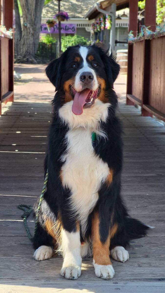 Enlarge Roman Berner, a Adopted Bernese Mountain Dog in Salt Lake City, UT image 3/3