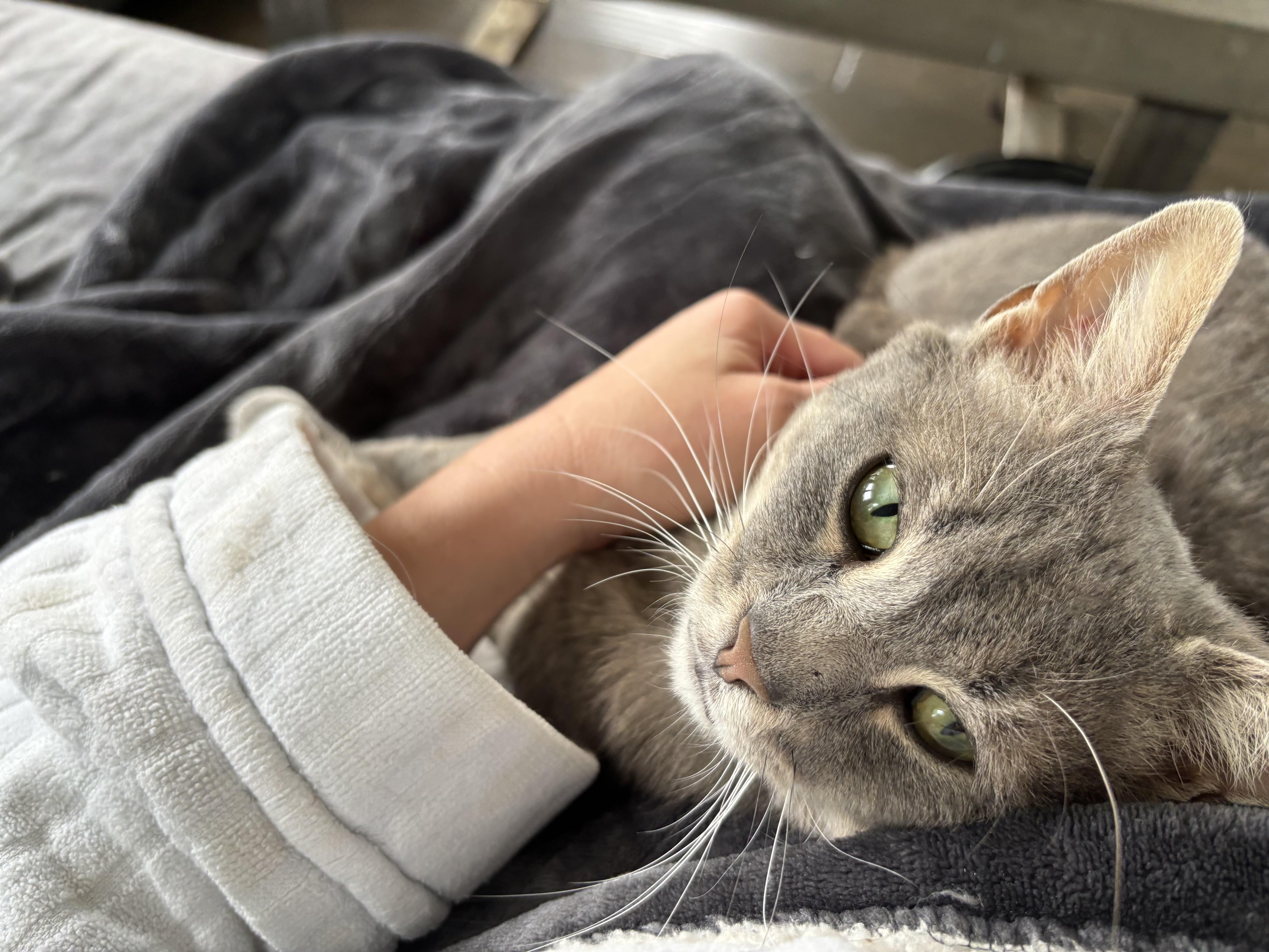 Jonesie (CO), a Adoptable Domestic Short Hair in Greenville, SC image 4/6