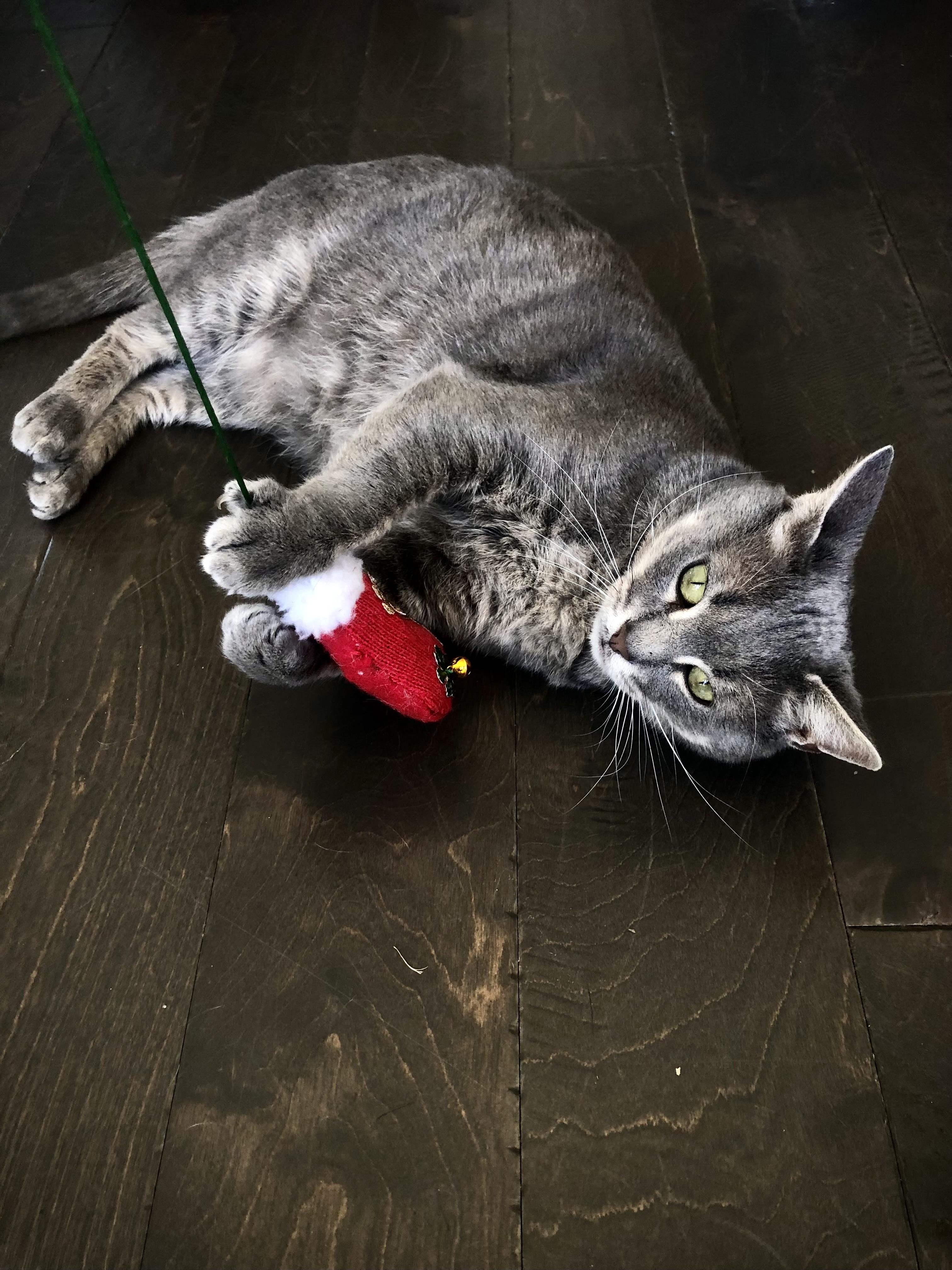 Jonesie (CO), a Adoptable Domestic Short Hair in Greenville, SC image 6/6