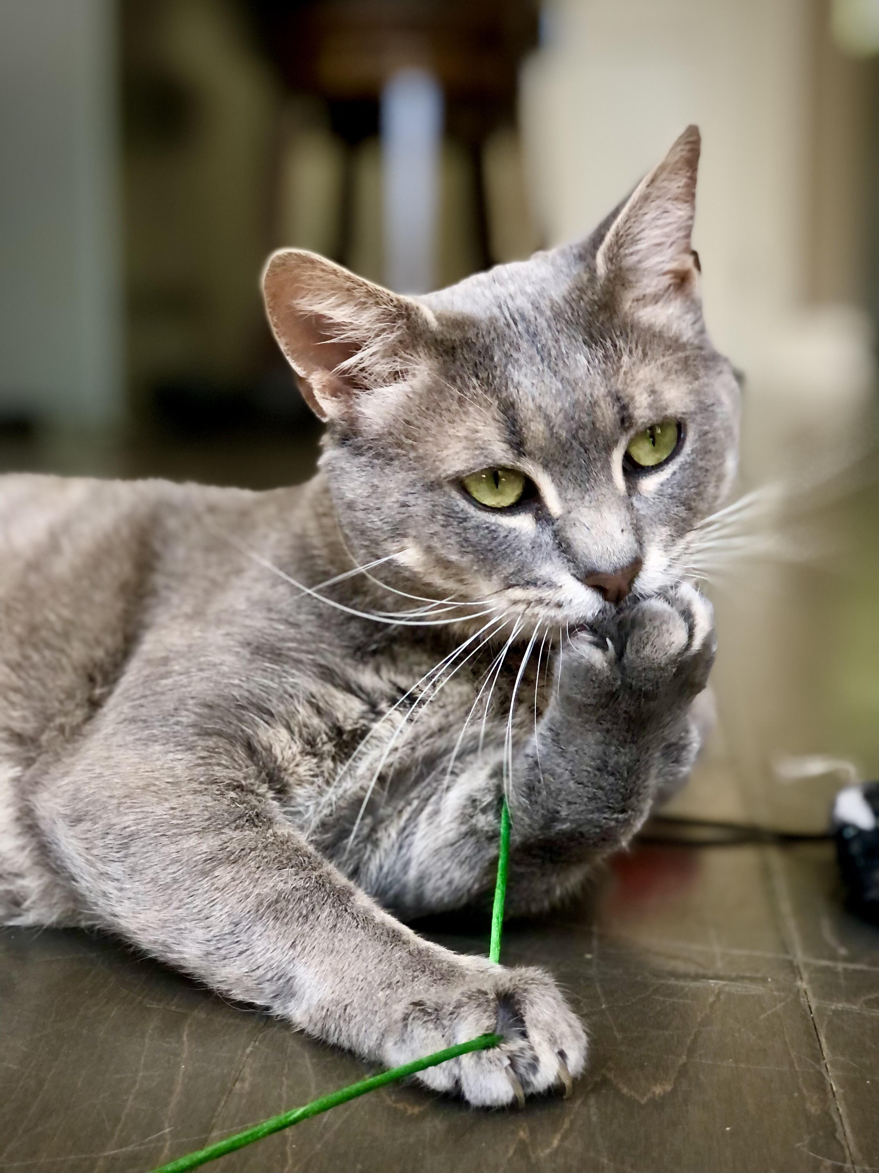Jonesie (CO), Adoptable, Adult Male Domestic Short Hair.