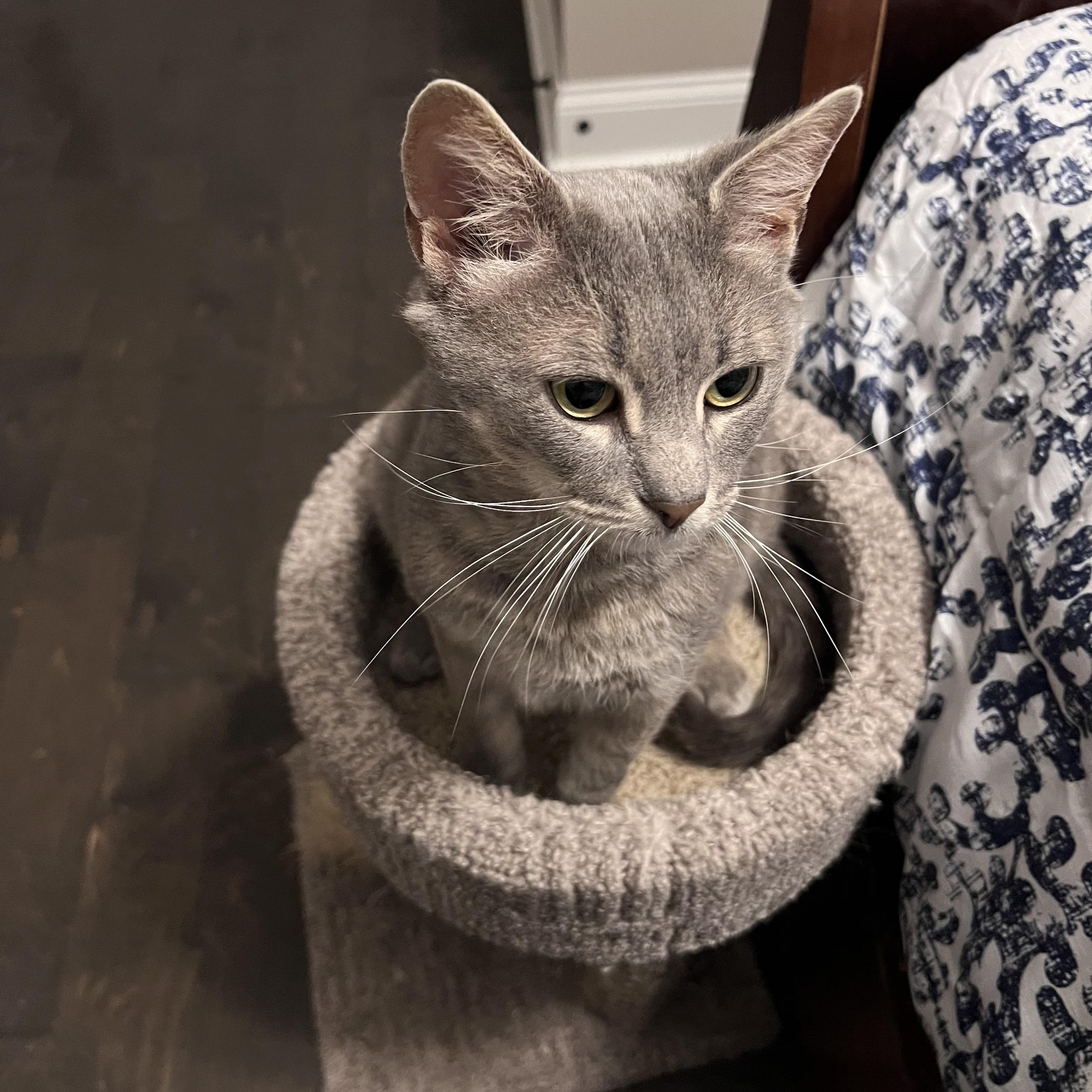 Jonesie (CO), a Adoptable Domestic Short Hair in Greenville, SC image 3/6