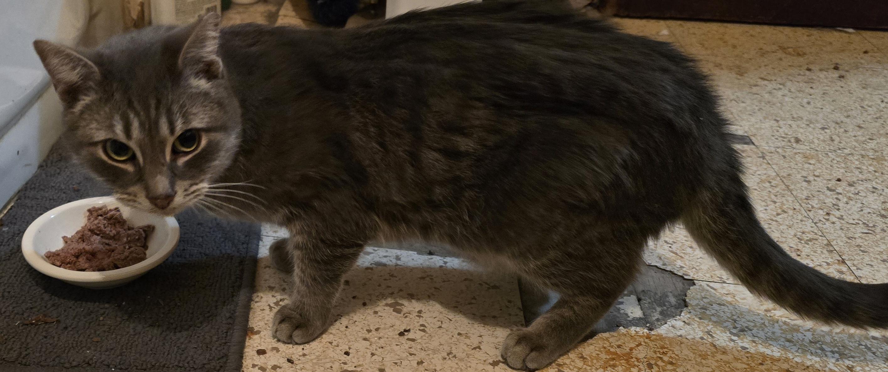 Enlarge Eddie and Sadie, a ADOPTABLE Domestic Medium Hair in Eastlake, OH image 2/2