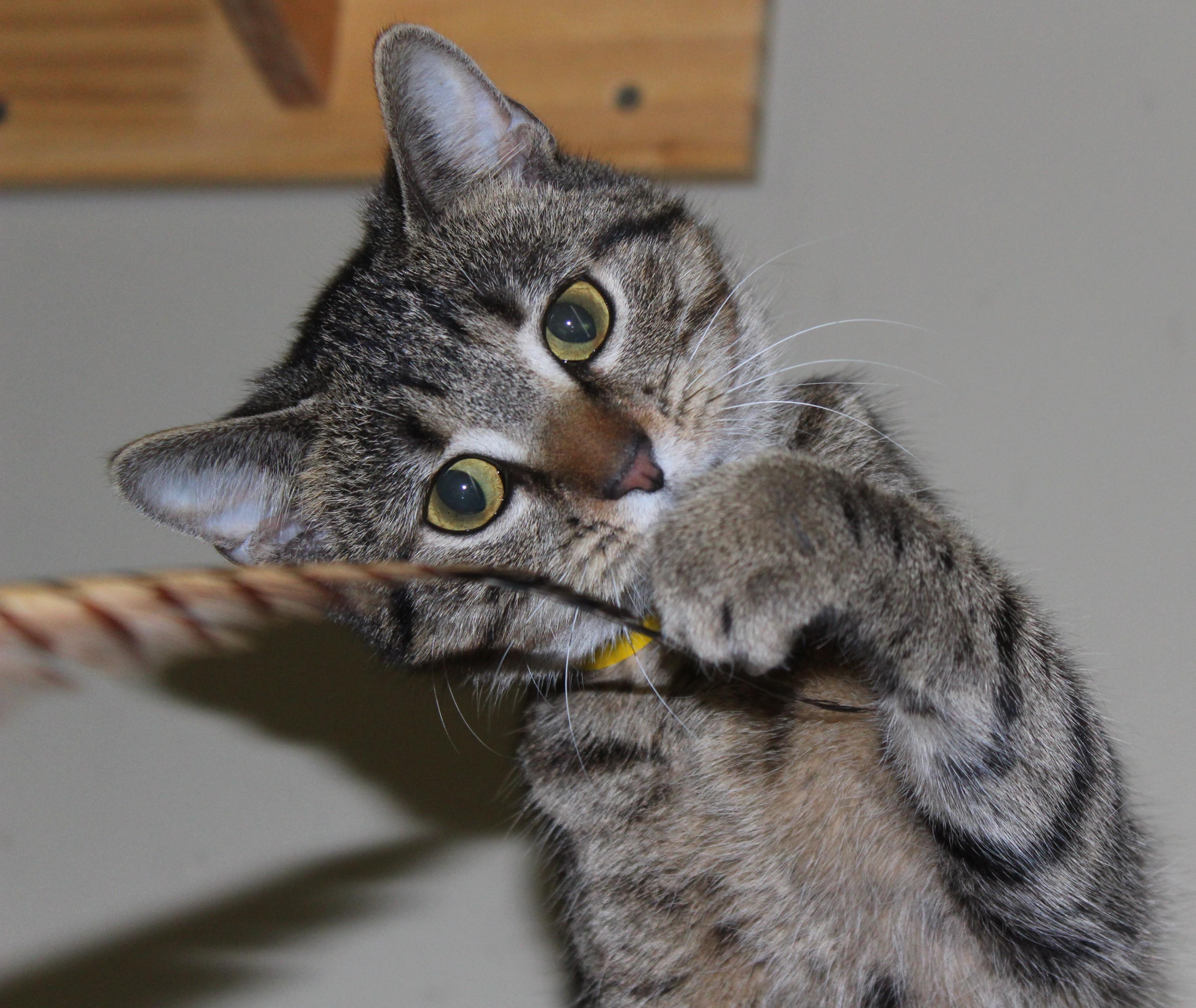 Sketch, adopted, Young Female Domestic Short Hair.