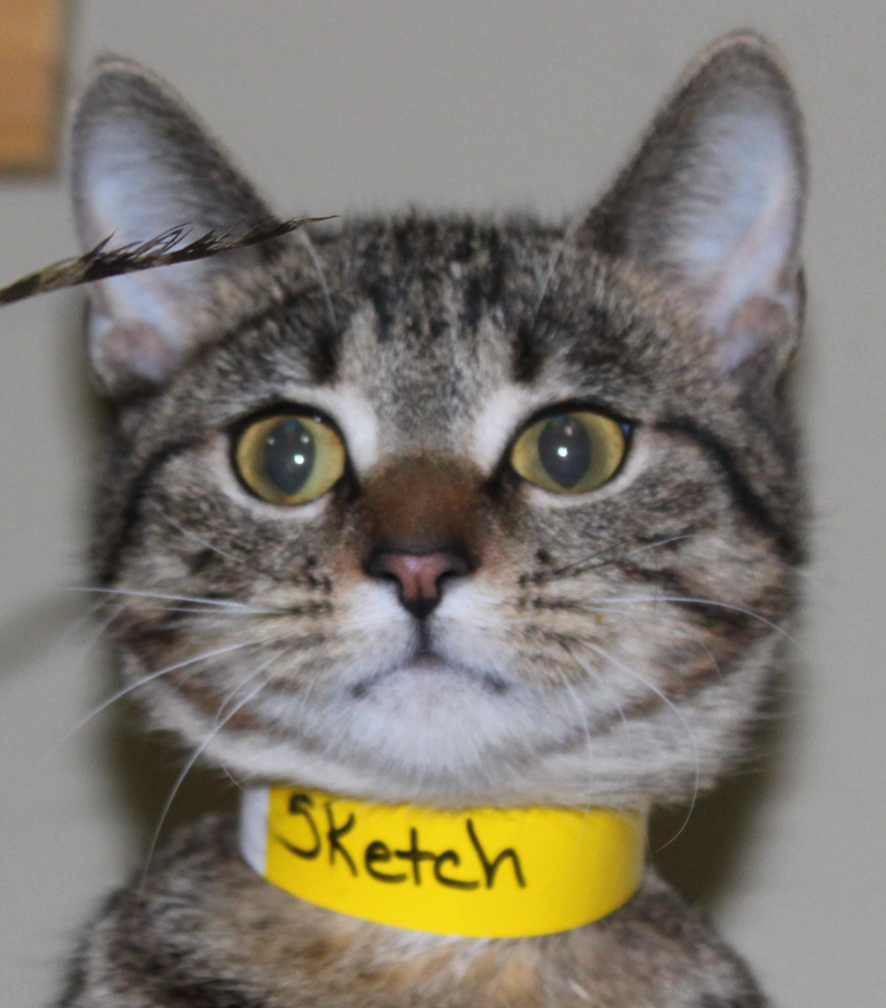 Enlarge Sketch, an adopted mixed breed in Huron, SD image 2/4