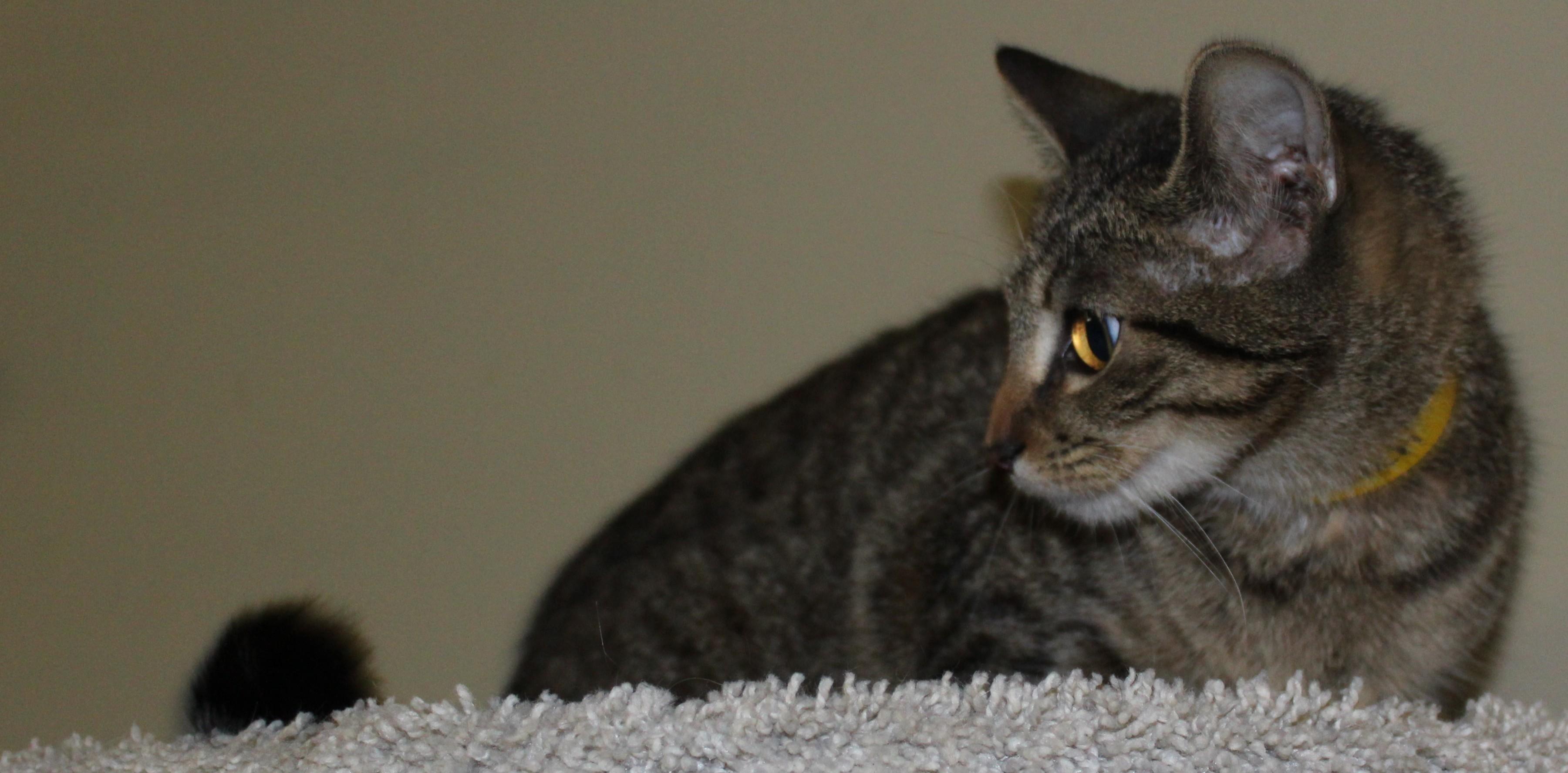 Enlarge Sketch, an adopted mixed breed in Huron, SD image 3/4