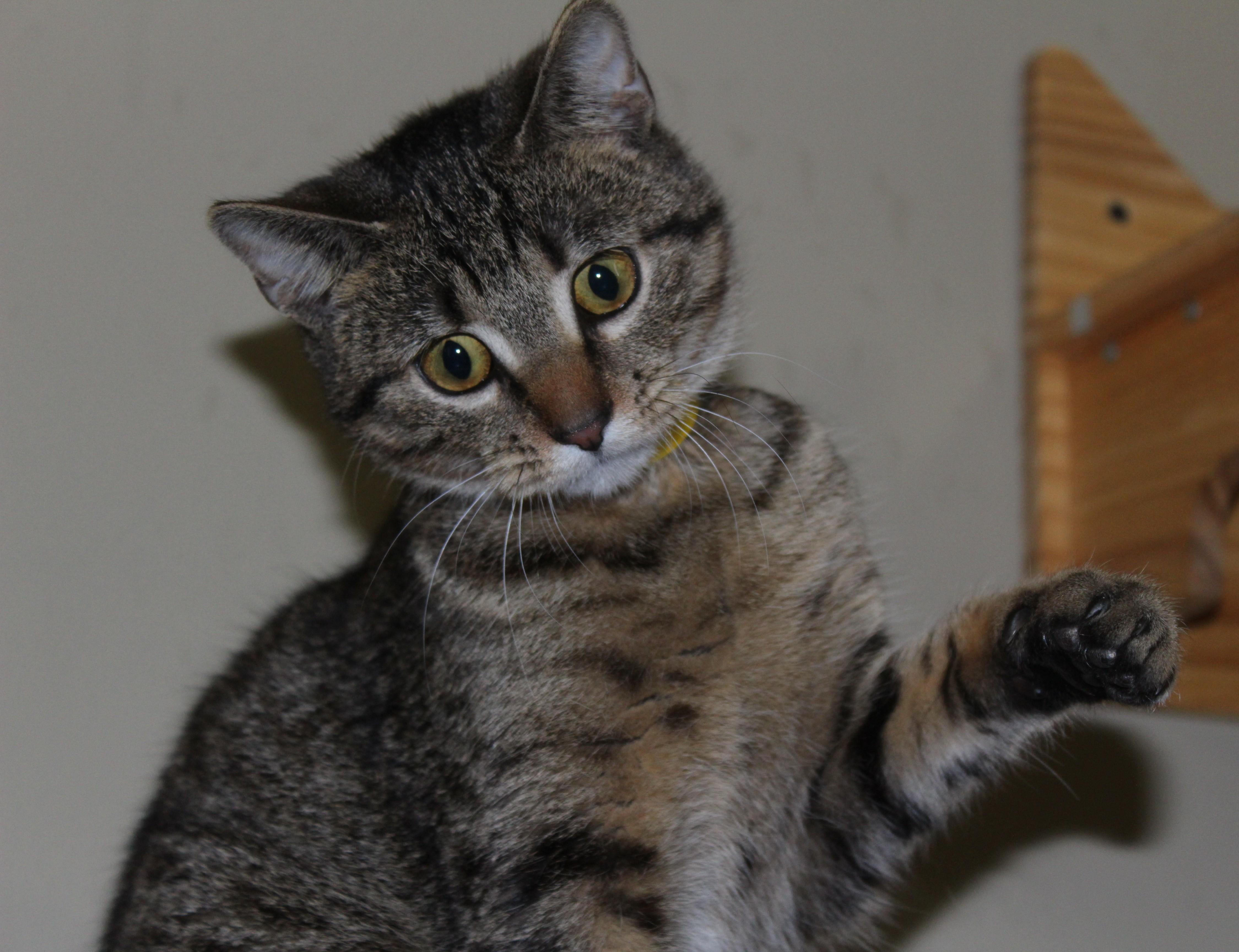 Enlarge Sketch, an adopted mixed breed in Huron, SD image 4/4