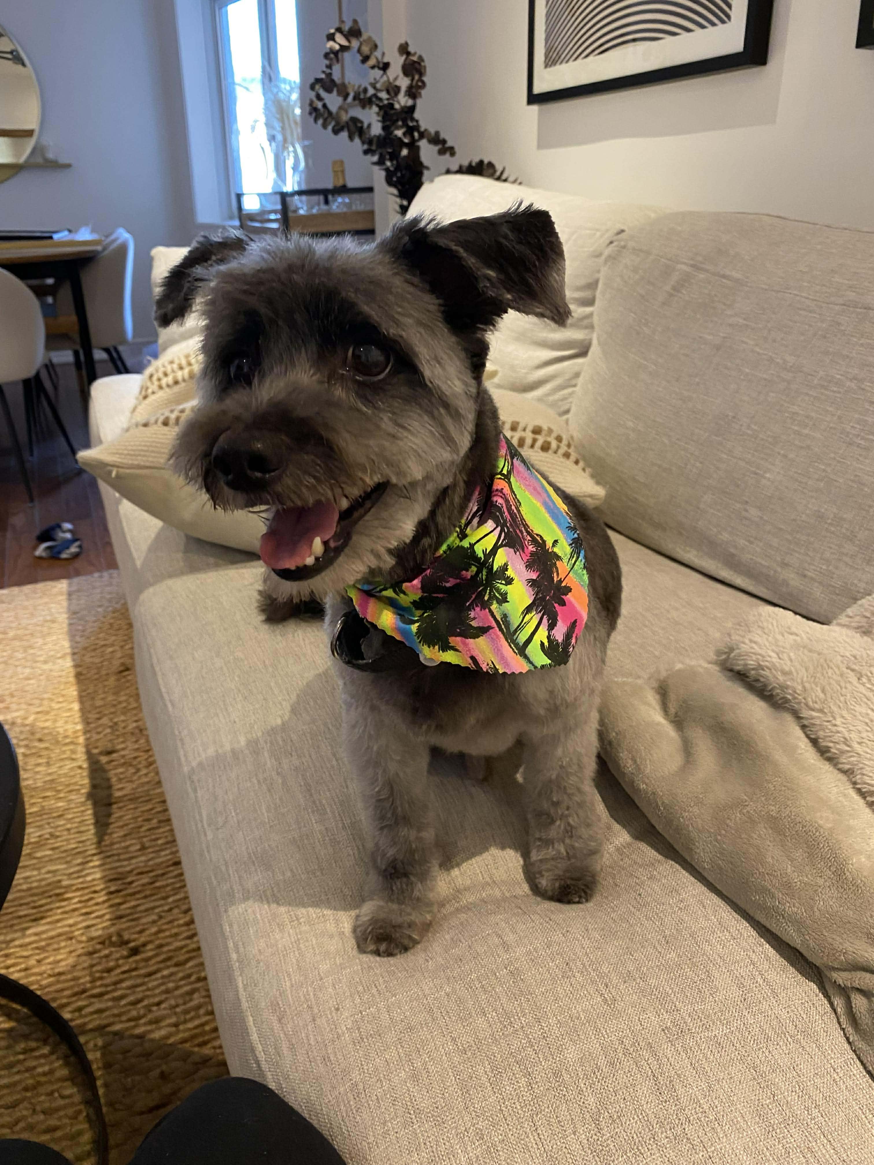 Lucas, a Adoptable mixed breed in Toronto, ON image 2/6