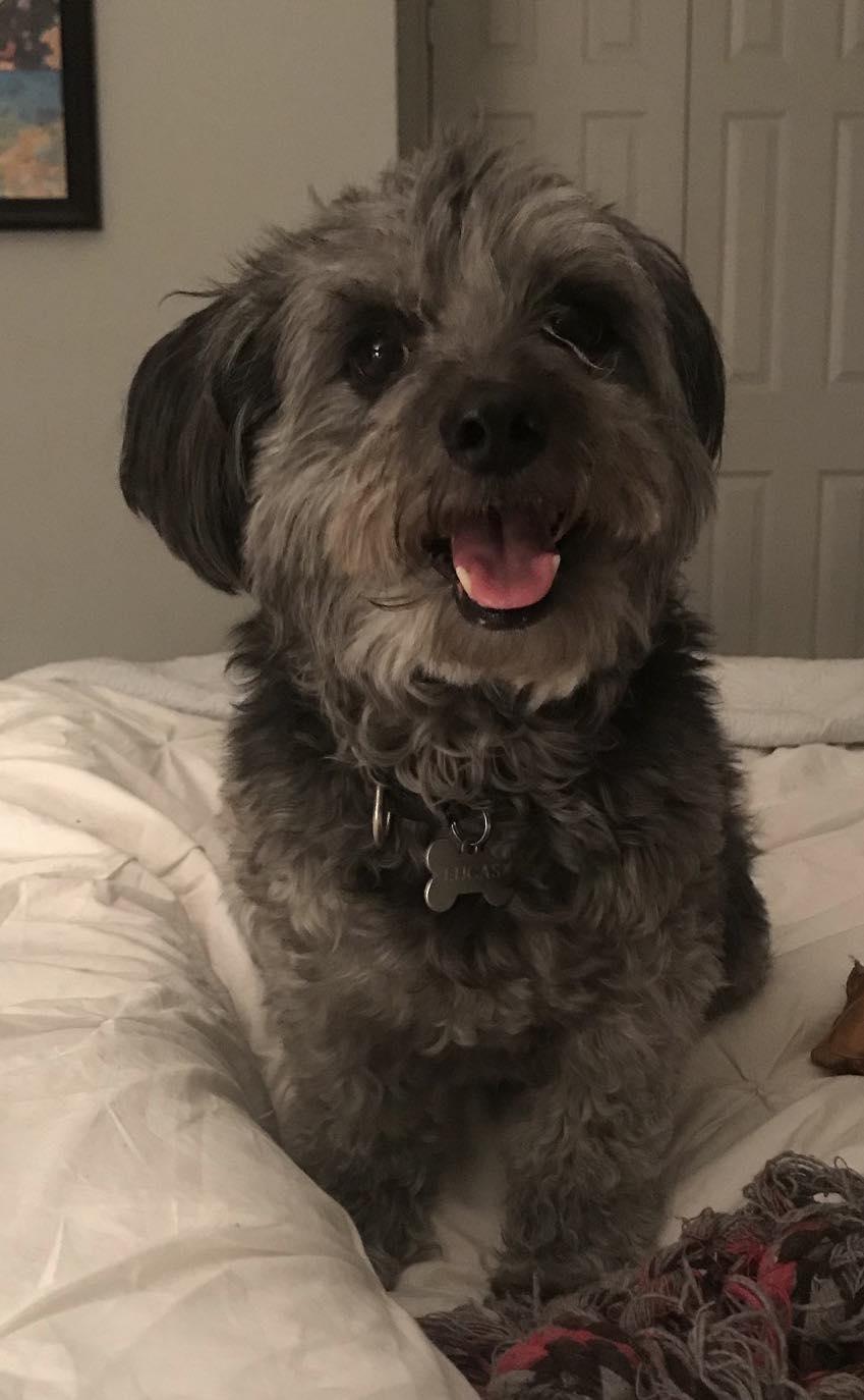 Lucas, a Adoptable mixed breed in Toronto, ON image 3/6