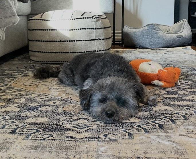 Lucas, a Adoptable mixed breed in Toronto, ON image 5/6