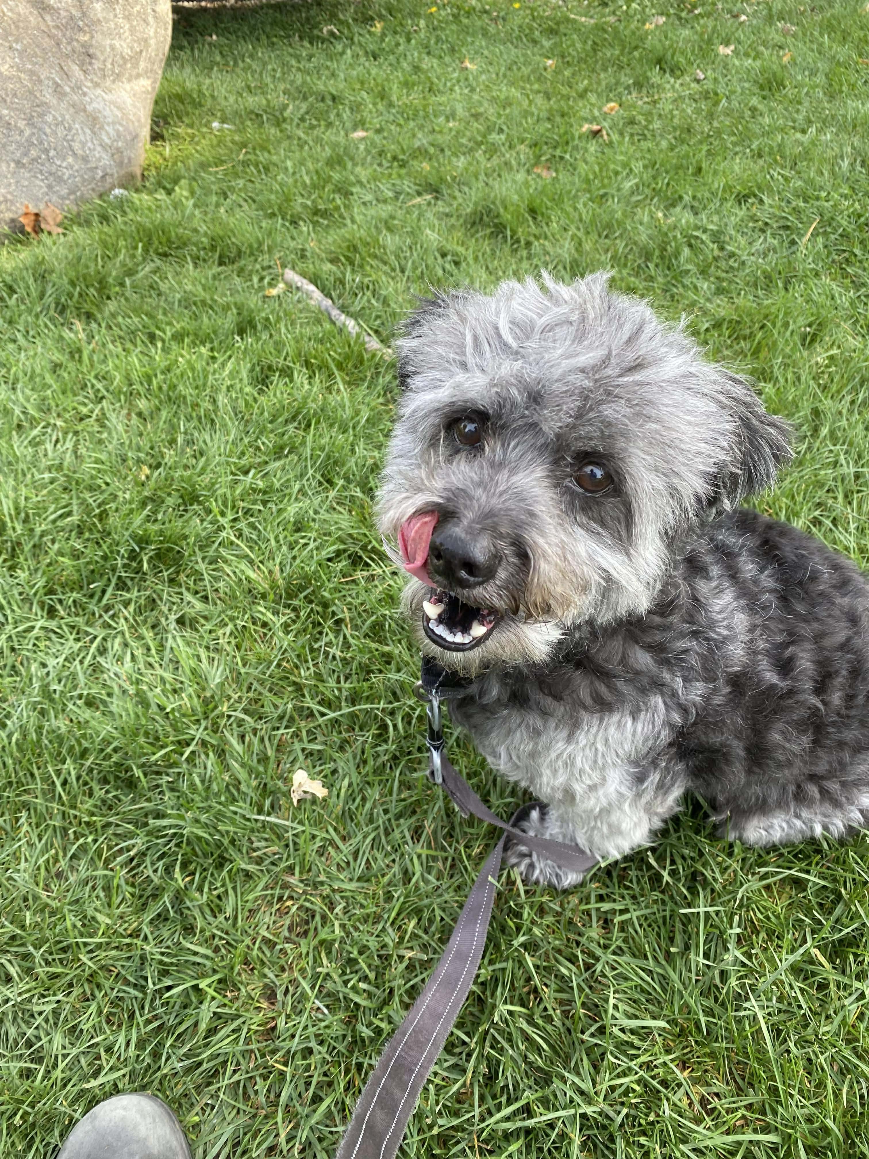 Lucas, a Adoptable mixed breed in Toronto, ON image 4/6