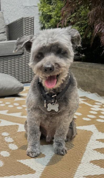 Lucas, a Adoptable mixed breed in Toronto, ON image 6/6