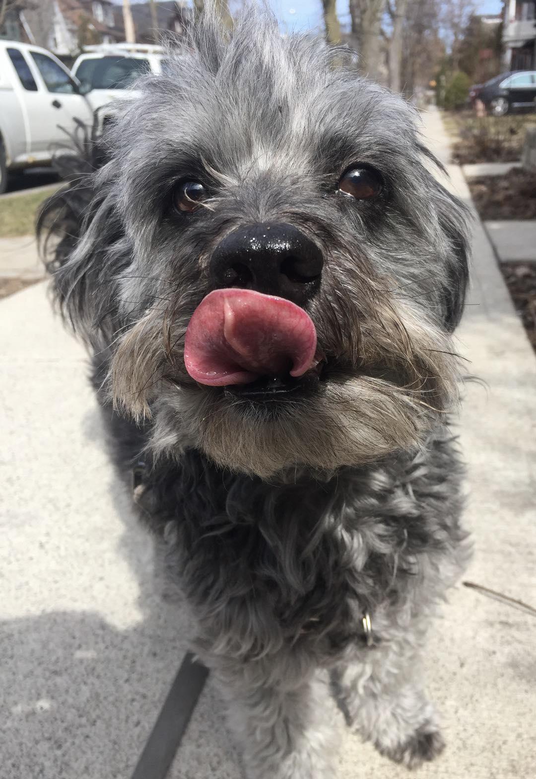 Lucas, a Adoptable mixed breed in Toronto, ON image 1/6