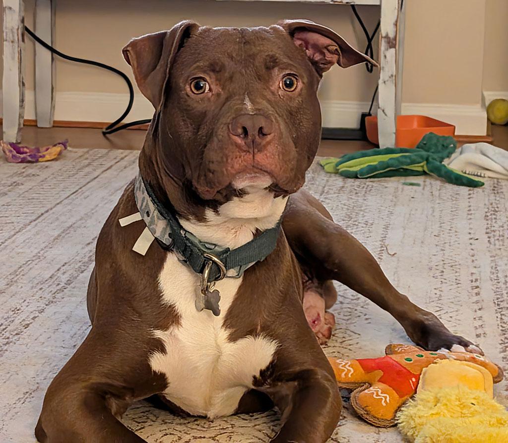 Elias, ADOPTABLE, Young Male Chocolate Labrador Retriever & Terrier.