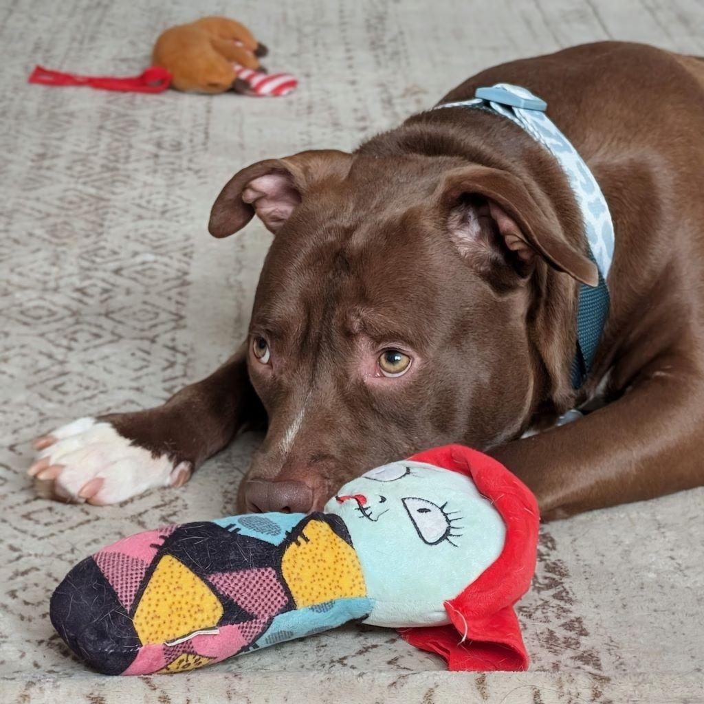 Elias, a ADOPTABLE mixed breed in Bowie, MD image 3/4