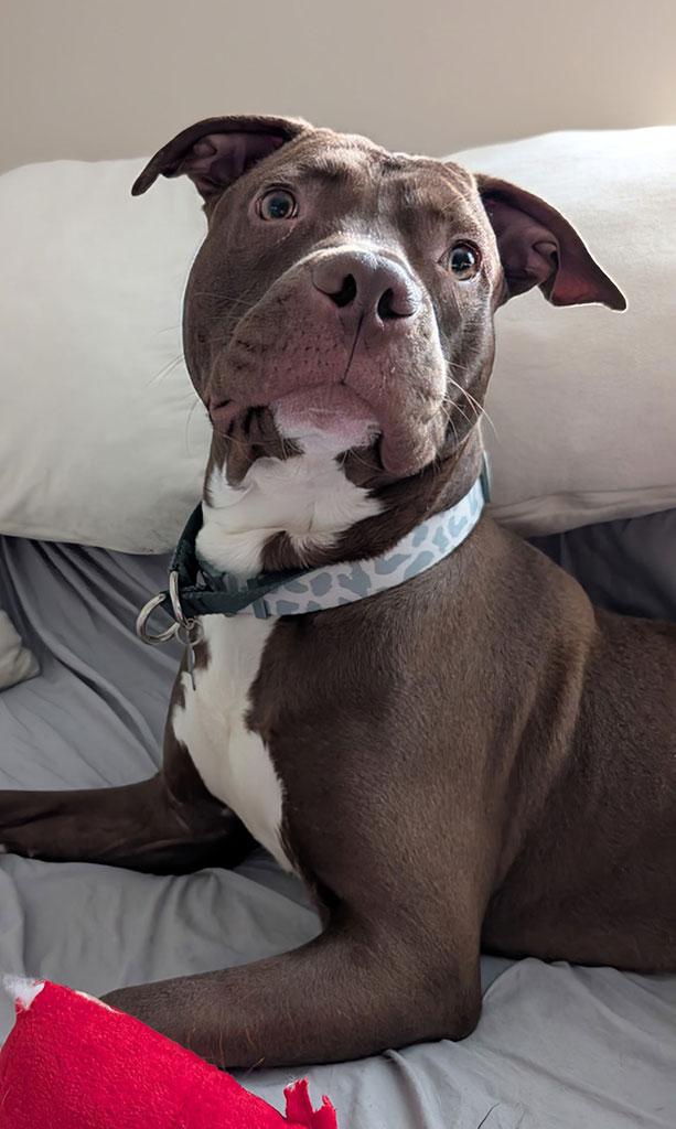 Elias, a ADOPTABLE mixed breed in Bowie, MD image 2/4